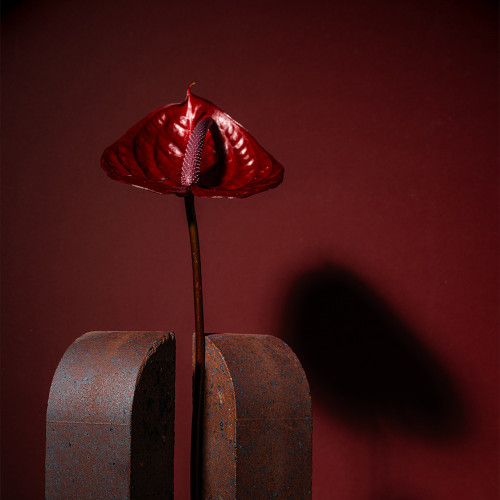 عکاسی دکوراتیو آجر